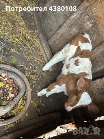 Женско сукалче симентал, снимка 2 - Крави - 52592786