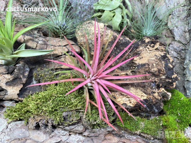 Tillandsia capitata ‘Orange’, снимка 8 - Стайни растения - 43942100