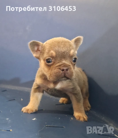 Френски булдог - мини isabella carry