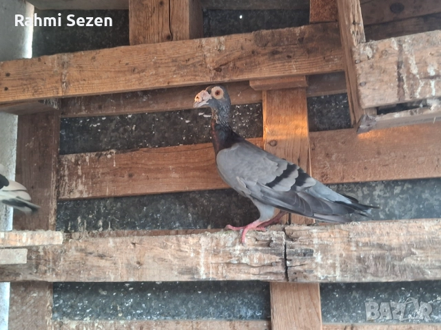 Гълаби кариери , снимка 3 - Гълъби - 52179691