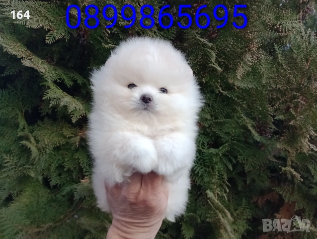 Мъжки мини Померан. Реални снимки от 12.01.26 г., снимка 4 - Померан - 52926789