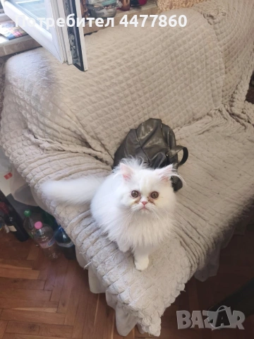 Продавам мъжко персийско коте, снимка 3 - Персийска - 53173226