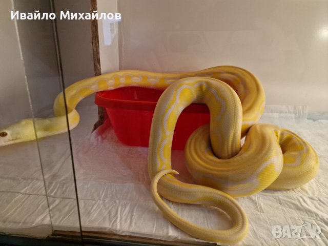 продавам змии, снимка 4 - Змии - 44098094