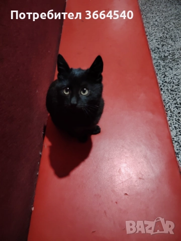 Подарява се много гальовно и сладко черно котенце, снимка 3 - Други - 52681916