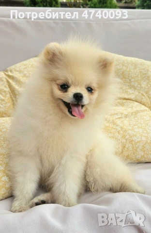 Продавам Померан