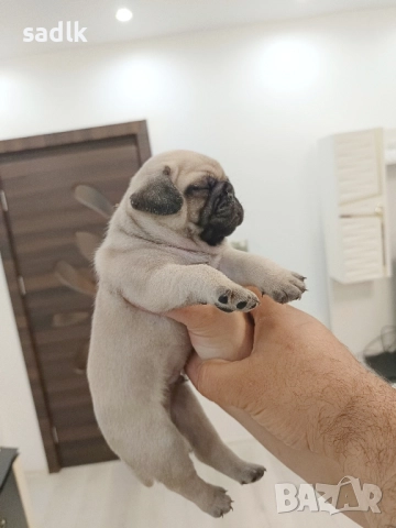 ЕЛИТНИ МОПСЧЕТА , снимка 3 - Мопс - 52454551