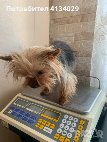 Супер мини Йорки мъжки 1,5 кг, снимка 9 - Йоркширски териер - 53228272