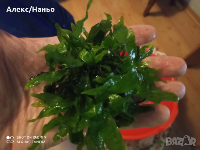 продавам анцуструси  по 2,5  лв и растения по 1-6 лв., снимка 6 - Рибки - 15308633