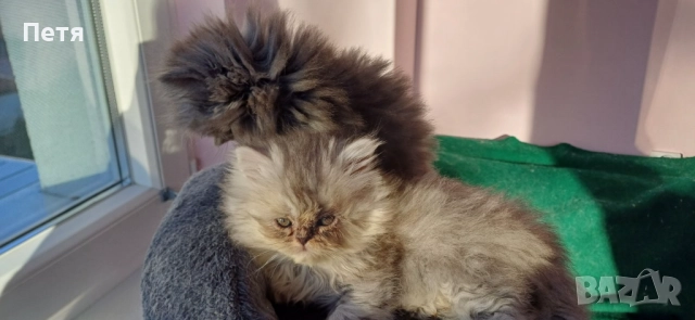 Персийски котенца, снимка 3 - Персийска - 46129032