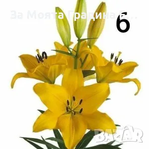 Лилиум луковици , снимка 6 - Сортови семена и луковици - 49765615