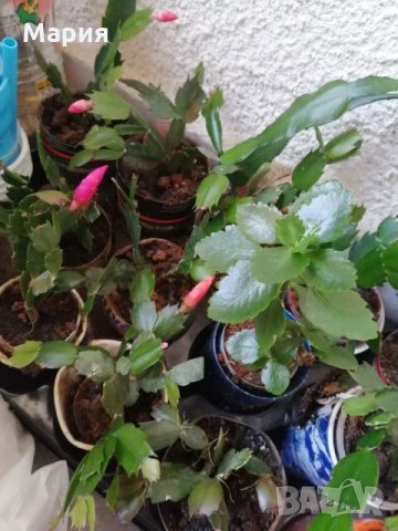 Коледничета в бяло,в циклама,червено и в розово- домашно отгледа,както и каланхое в розово и жълто  , снимка 10 - Стайни растения - 27149951