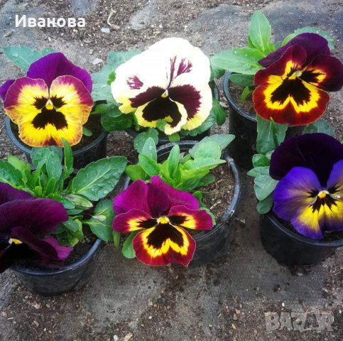 Теменужки за 8 март, снимка 2 - Градински цветя и растения - 43808236