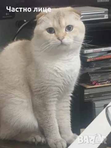 Шотландец за разплод, снимка 2 - Британска късокосместа - 49419867