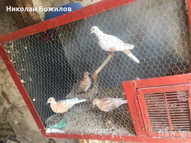 Продавам гугутки скумрии, снимка 2 - Гълъби - 28209295