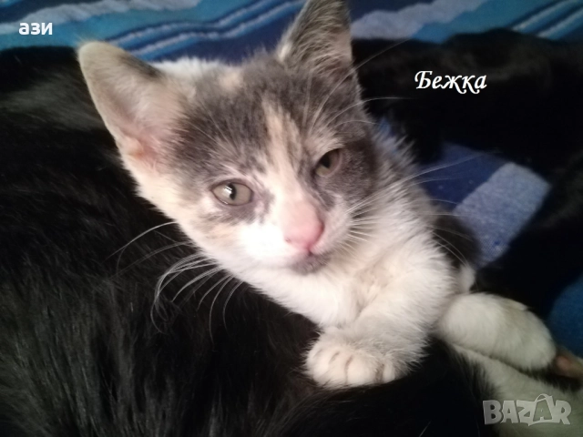 котки за взимане, снимка 2 - Изгубени/намерени - 52248087