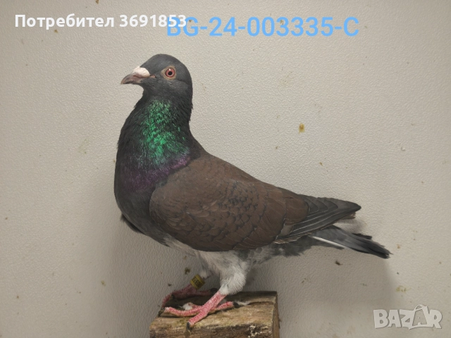 Цветни пощи, снимка 4 - Гълъби - 52336823