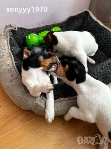 ДЖАК РЪСЕЛ ТЕРИЕР-ЖЕНСКО 1БР 0111251804, снимка 10 - Джак ръсел териер - 52257338