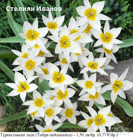 БОТАНИЧЕСКИ ЛАЛЕТА – ЛУКОВИЦИ, снимка 18 - Сортови семена и луковици - 52372825