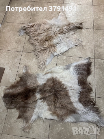 Карета и кожи, снимка 6 - Антикварни и старинни предмети - 51944046