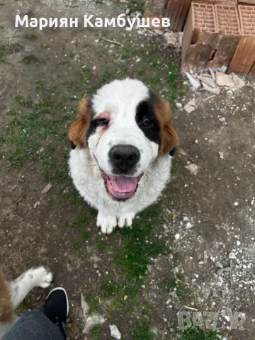 Бебета Санбернари , снимка 1