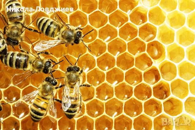 Пчелен мед на едро