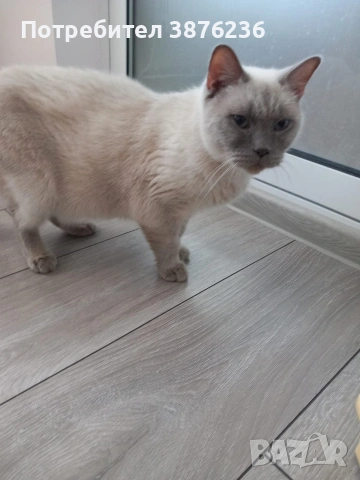 Британска късокосместа Колор пойнт , снимка 11 - Британска късокосместа - 53461143