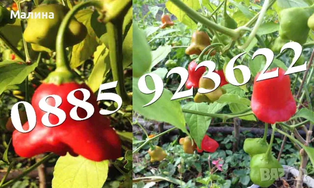 Био Семена Чери Домати Люти Чушки Стари Селски Сортове и Тютюн, снимка 5 - Сортови семена и луковици - 39081592