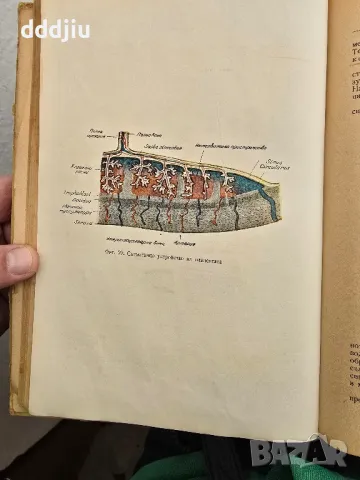 Стар учебник по акушерство 1957г, снимка 5 - Антикварни и старинни предмети - 49969983