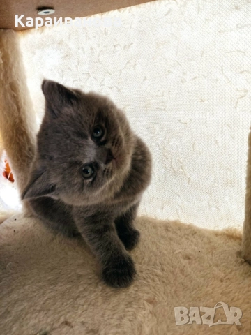 Британски късокосмести 