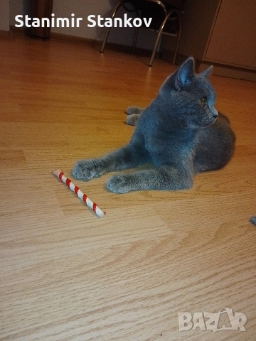 Мъжко Британче, снимка 4 - Британска късокосместа - 53344615