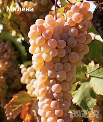 Продавам грозде 