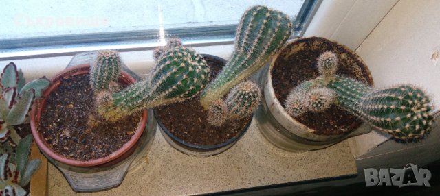 Кактуси Ехинопсис - Echinopsis oxygona , снимка 6 - Стайни растения - 28757975