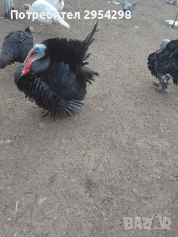 Пуяци Артисан, снимка 4 - Кокошки и пуйки - 53107623