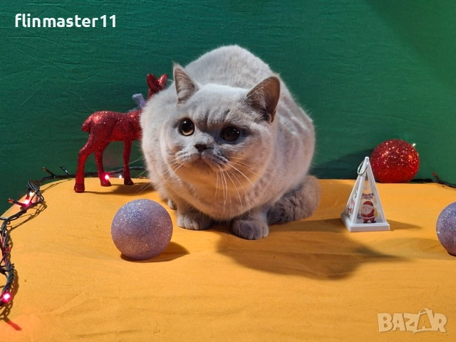 Британски бежови късокосмести котенца, снимка 2 - Британска късокосместа - 52868760