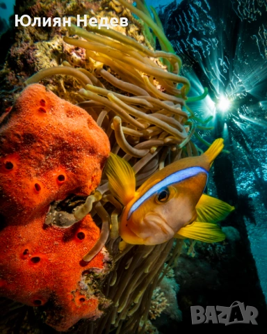 продавам подводен бокс “Ikelite” USA за Sony RX100V или RX100VA, снимка 11 - Чанти, стативи, аксесоари - 53390180