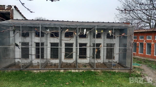 penantovi rozeli   , снимка 5 - Папагали - 51343821