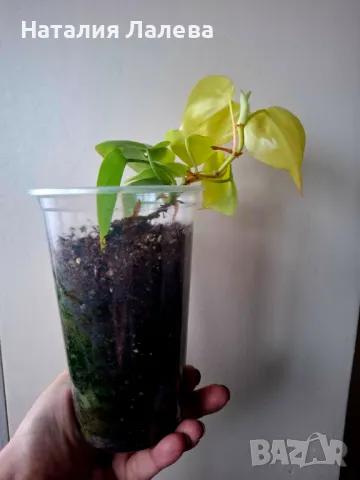 Филодендрон, Philodendron Lemon Lime, снимка 2 - Стайни растения - 48782993