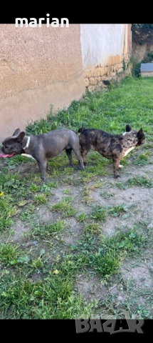 Син френски булдог-разплод , снимка 3 - Френски булдог - 35463817