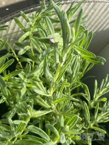 3 броя лавандула - 3 цвята, снимка 3 - Градински цветя и растения - 52392117