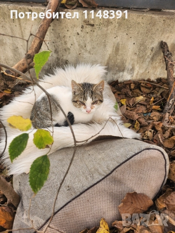 Подаряваме малко коте 