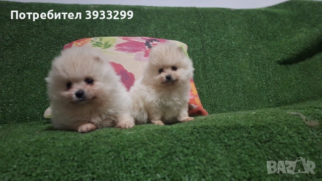 Померан мини померанчета , снимка 7 - Померан - 53411034