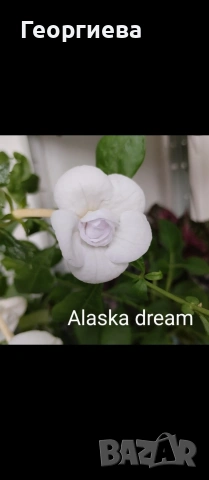 ризоми ахименес , снимка 10 - Градински цветя и растения - 53498563