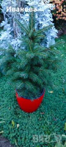 Елхички в саксия, снимка 7 - Градински цветя и растения - 43145334