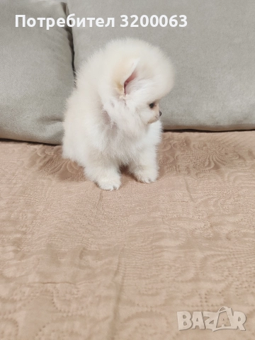 Померан мини мъжки и женско , снимка 11 - Померан - 52878318