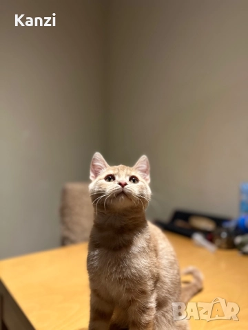 Британски British Blue Point, снимка 11 - Британска късокосместа - 52353233