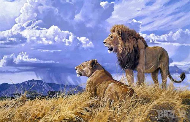 Лъвове, картина за ловци, снимка 1