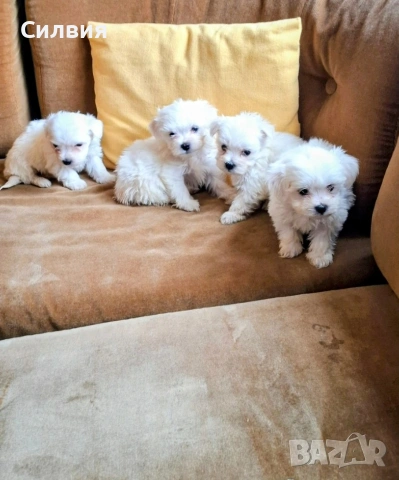 Предлагам малтийска болонки 