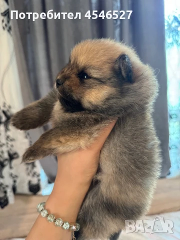 Мъжки померани, снимка 1