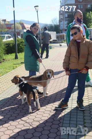 Малки сладури!, снимка 4 - Бигъл - 48236928