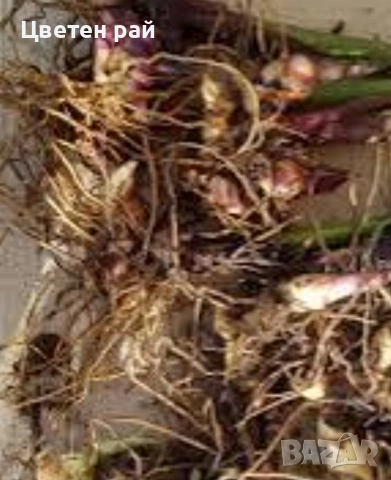 Грудки на няколко цвята канни , снимка 4 - Градински цветя и растения - 52854143